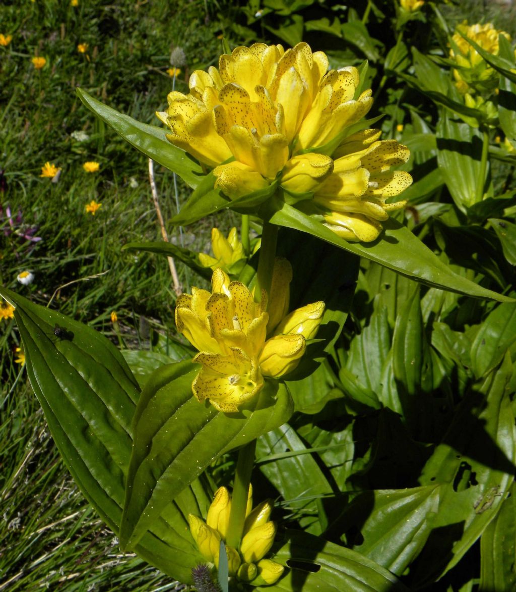 Gentiana burseri subsp. villarsii / Genziana di Villars
